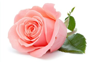 Fototapeta premium A single rose with its stem and leaves intact, illustrating natural beauty and elegance