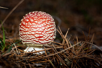 fly agaric in a pine forest