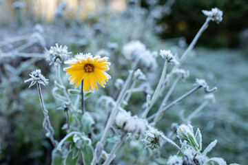 Frosts in autumn flower