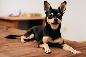 A brown beautiful purebred Chihuahua lies and sits on the bed and looks at the camera