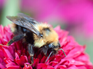 Macro view of a bee collecting pollen from a flower. Bee and flower, nature and insects