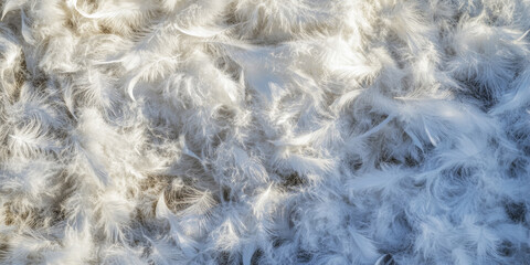 Obraz premium Soft White Feathers Texture Background 