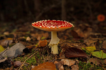 fly agaric mushroom in the thuringian forest