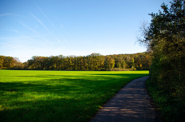 Obraz premium road in the park