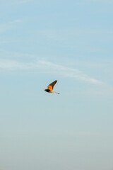 A falcon in flight