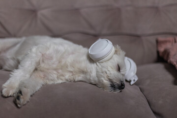 Fluffy Friend Enjoying a Peaceful Musical Rest