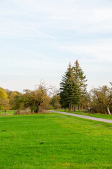 trees in the park