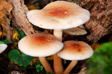 beautiful mushrooms in the autumn forest