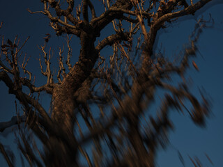 Silhouetted leafless tree standing against a blue evening sky in the light of the last sun rays. Partially optically blurred image using special effect lens.