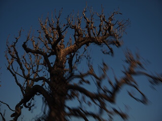 Silhouetted leafless tree standing against a blue evening sky in the light of the last sun rays. Partially optically blurred image using special effect lens.