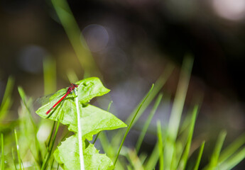 Czerwona Ważka na zielonym tle 2024 © Krzysiek Cegiełka