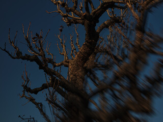 Silhouetted leafless tree standing against a blue evening sky in the light of the last sun rays. Partially optically blurred image using special effect lens.