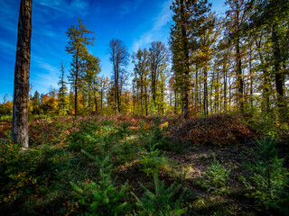 Wiederaufforstung nach Rodung im herbstlichen Mischwald