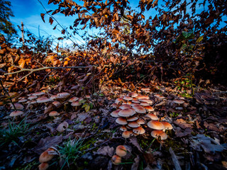 Pilze im Unterholz im Herbst