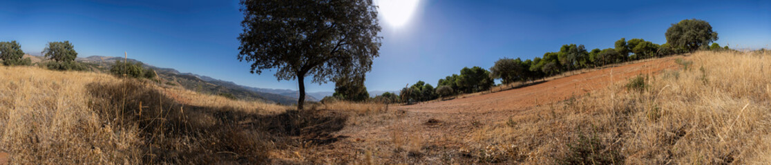 A tranquil and serene landscape featuring a solitary tree set against a clear blue sky