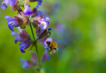 Tapeta z zapylającym owadem 2024 © Krzysiek Cegiełka
