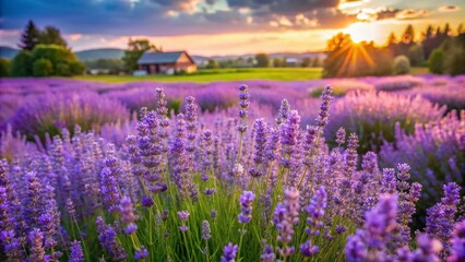 Fototapeta premium Wild Lavender Blossoms in a Homegrown Garden with Seasonal Greenery and Purple Flowers