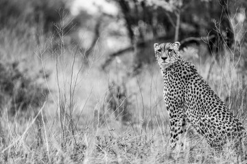 Sitting cheetah on the side landscape horizontal savanna wild african safari
