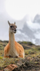 Obraz premium wild guanacos in chilean patagonia