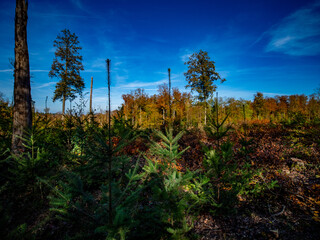 Wiederaufforstung nach Rodung im herbstlichen Mischwald