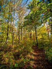Waldweg im Herbst