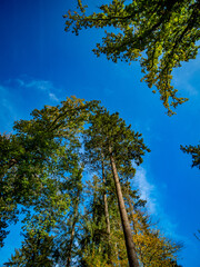 Fototapeta premium Abgestorbener Laubbaum im Mischwald
