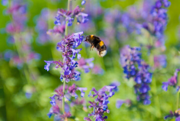 Owad pośród Lawendy 2024 © Krzysiek Cegiełka