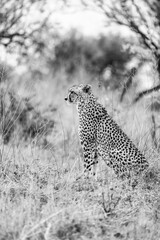 Cheetah sitting in the savanna african wild safari