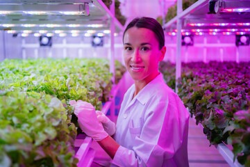 Female scientist harvesting vegetables and assessing quality in a hydroponics farm under LED...