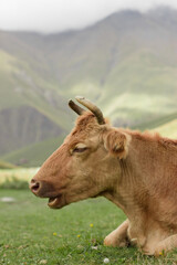 Obraz premium A brown cow rests calmly on a green hillside, with rolling hills and misty mountains in Georgia