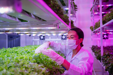 Female scientist harvesting vegetables and assessing quality in a hydroponics farm under LED...
