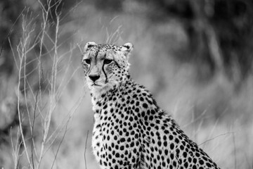 Wild cheetah portrait in safari savanna africa black and white photo © Living_Wild