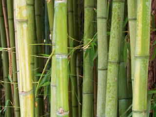 Obraz premium An aesthetic background made of green bamboo, conveying an atmosphere of calm and natural harmony for various designs