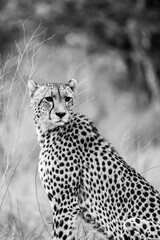 Wild cheetah portrait in safari savanna africa black and white photo