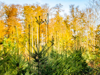 Wiederaufforstung im herbstlichen Wald