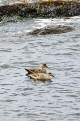 Crested duck in Patagonia