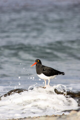 Magellanic Oystercatcher in Patagonia