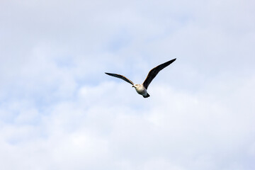 Kelp gull flying in Patagonia