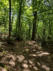 
Forest path and sun glare