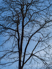Abgestorbener Baum im Wald