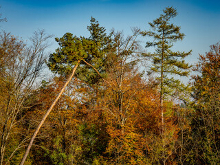 Herbst im Mischwald