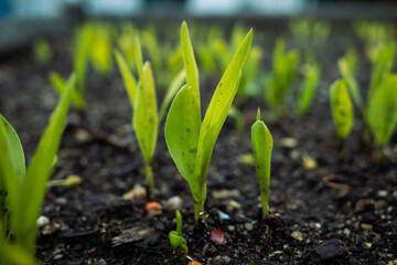 sprouts in the soil