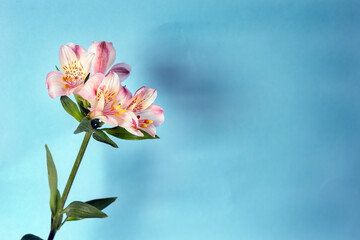 Delicate light pink Peruvian lily or alstroemeria flowers, close up