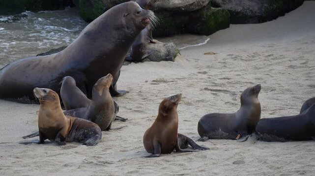 Big sea lion and seals at the beach. Seal Beach La Jolla Cove coast and rocks near pacific ocean. San Diego California