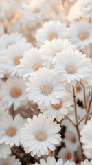 Obraz premium Delicate white daisies in full bloom create serene and tranquil atmosphere, showcasing intricate details and soft textures that evoke sense of peace and beauty