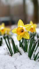 vibrant daffodil blooms amidst snowy landscape, showcasing its bright yellow petals and delicate green leaves. contrast of flower against snow creates striking visual