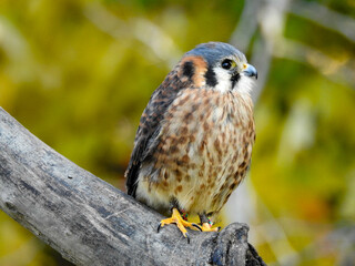 Kestrel in training in the early morning autumn light