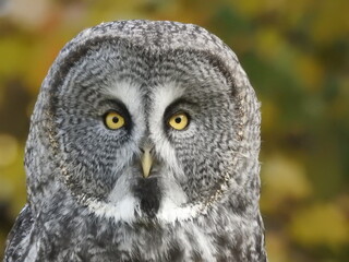 Great Grey Owl in a beautiful autumn forest