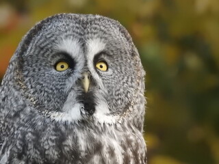 Great Grey Owl in a beautiful autumn forest