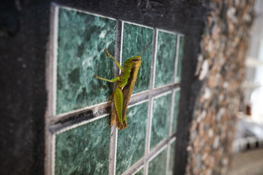 grasshoper